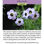 Gilia tricolor; Birds-eye Gilia
