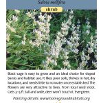 Salvia mellifera; Black Sage