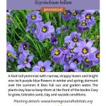 Sisyrinchium bellum; Blue-eyed Grass