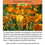 Eschscholzia californica; California Poppy