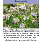 Phacelia cicutaria; Caterpillar Phacelia