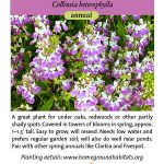 Collinsia heterophylla; Chinese Houses