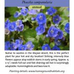 Phacelia campanularia; Desert Bluebells