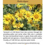 Madia elegans; Elegant Tarweed
