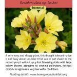 Oenothera elata ssp hookerii; Hooker's Evening Primrose
