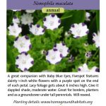 Nemophila maculata; Fivespot