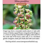 Tellima grandiflora; Fringe Cups Seed Packet