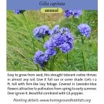 Gilia capitata; Globe Gilia