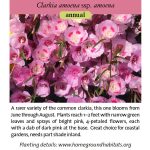 Clarkia amoena ssp. amoena; Herald of Summer