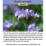 Phacelia tanacetifolia; Lacy Phacelia