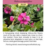 Malva assurgentiflora; Mission Mallow