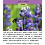 Lupinus nanus; Sky Lupine