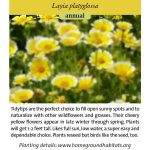 Layia platyglossa; Tidytips