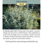 Salvia apiana; White Sage