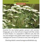 Achillea millefolium; Yarrow