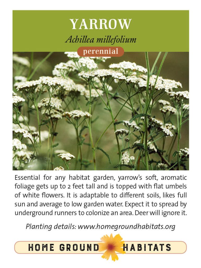 William Follette CC CC BY NC 3.0 https://plantid.net/RptOutput/Yarrow%20(Achillea%20millefolium)%20-%20133427344479378413.pdf