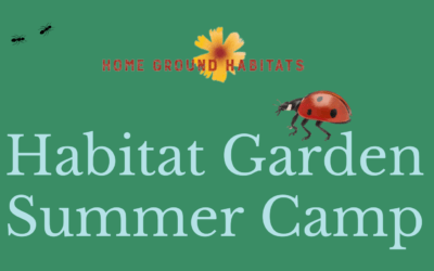 Scholarships available for Habitat Garden Summer Camp