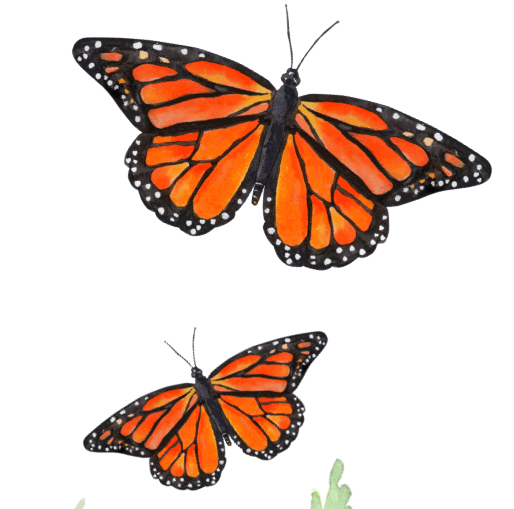 HGH Summer Camp butterflies