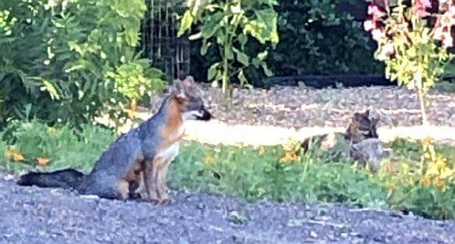 Habitat gardens are havens for wildlife. Butterflies, bees, and birds and now our nursery is home to... foxes! 