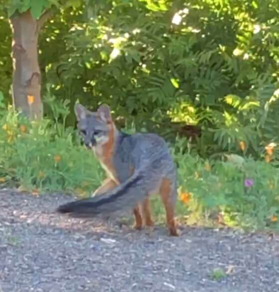 Home Ground Habitats - Gray fox showing black tail stripe