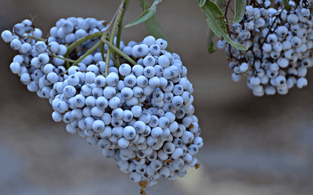 Home Ground Habitats - Blue Elderberries