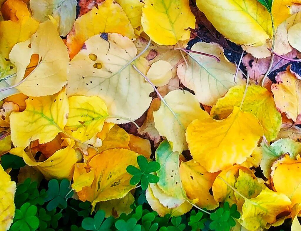 yellow fallen leaves