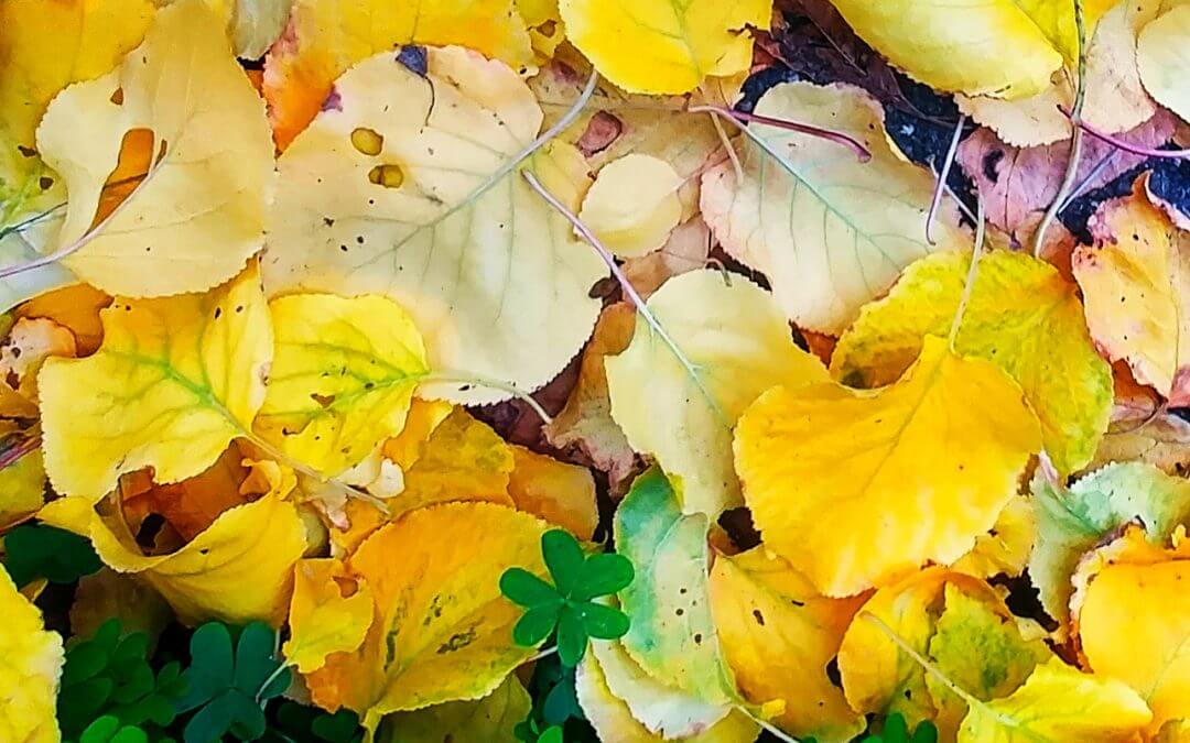 yellow fallen leaves