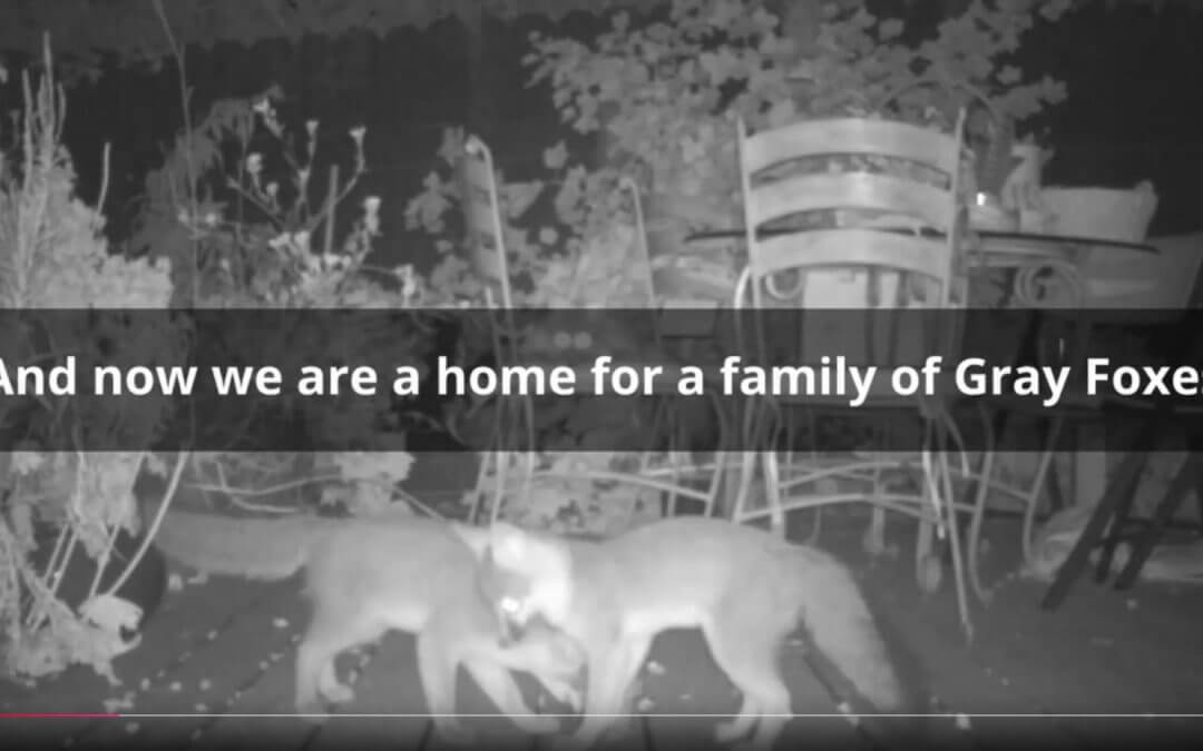 Foxes visit Home Ground Habitats Nursery