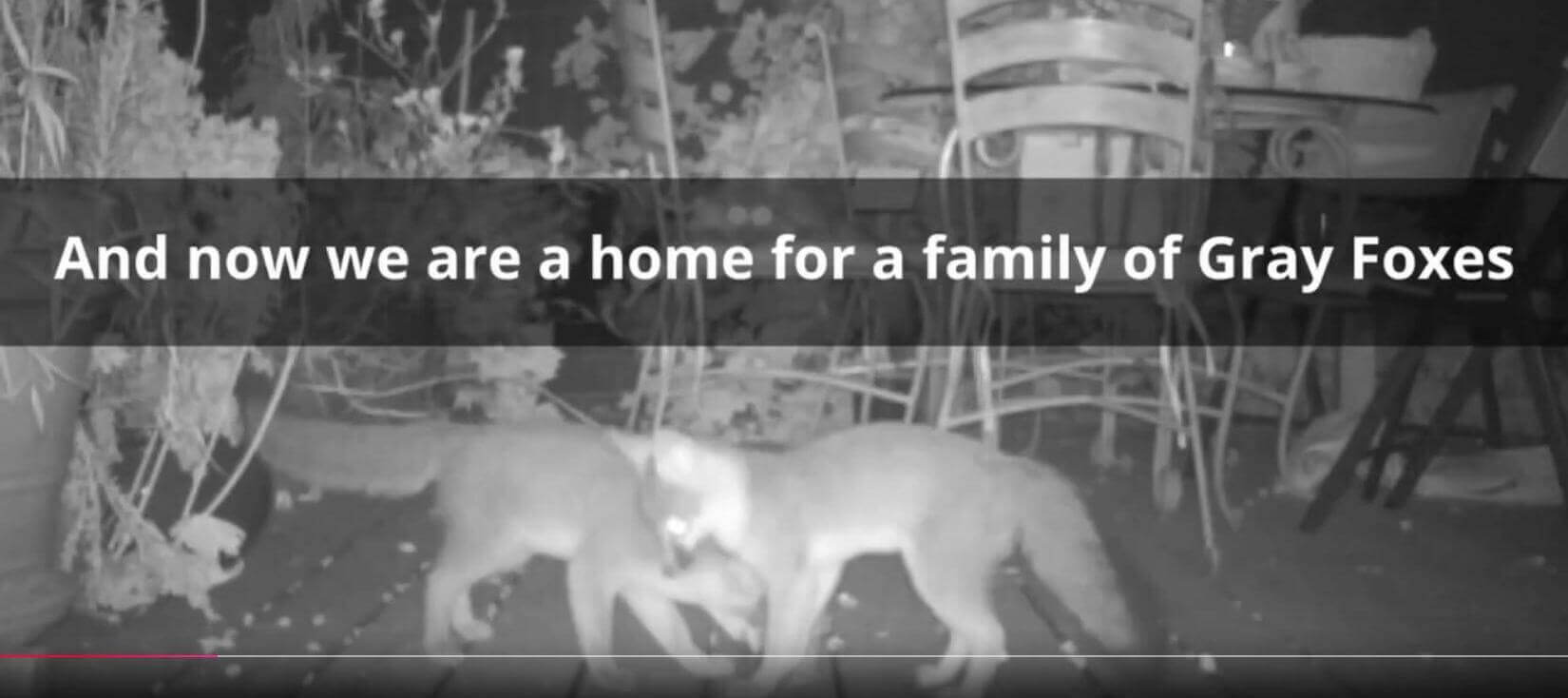 Foxes visit Home Ground Habitats Nursery