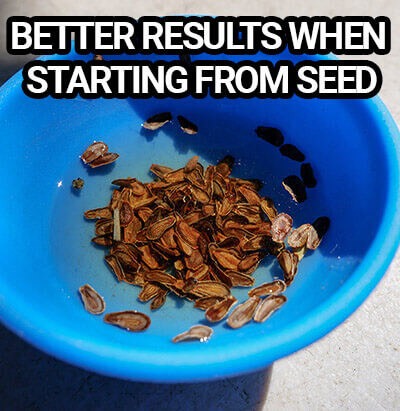 soaking milkweed seeds