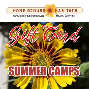 Home Ground Habitats - Gift Card Summer Camps - A flower, logo and texts.