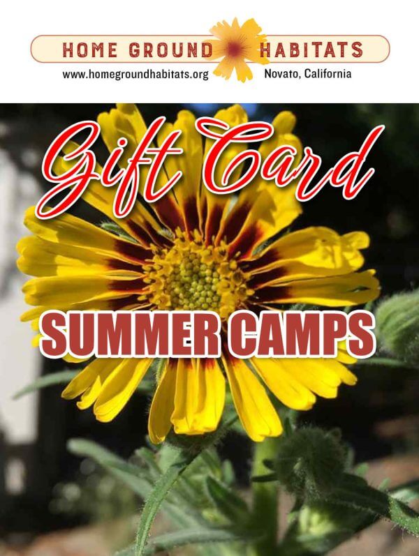 Home Ground Habitats - Gift Card Summer Camps - A flower, logo and texts.