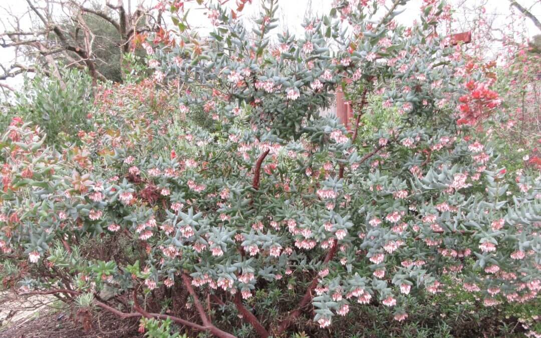 Manzanita Arctostaphylos pajaroensis “Paradise”