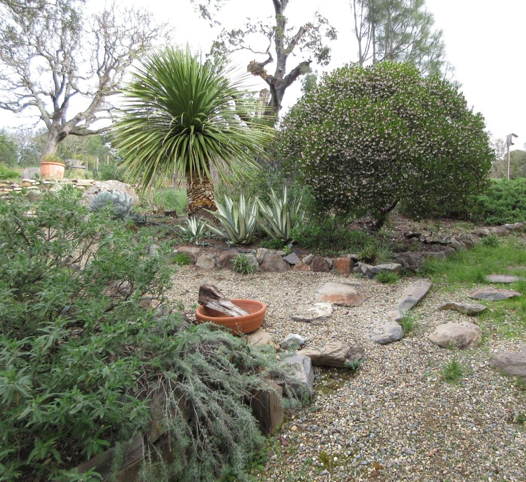 Manzanitas in a mixed border