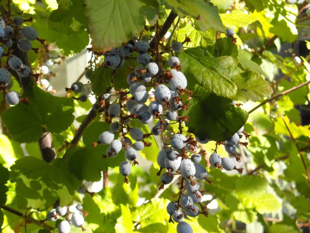 Ribes berries