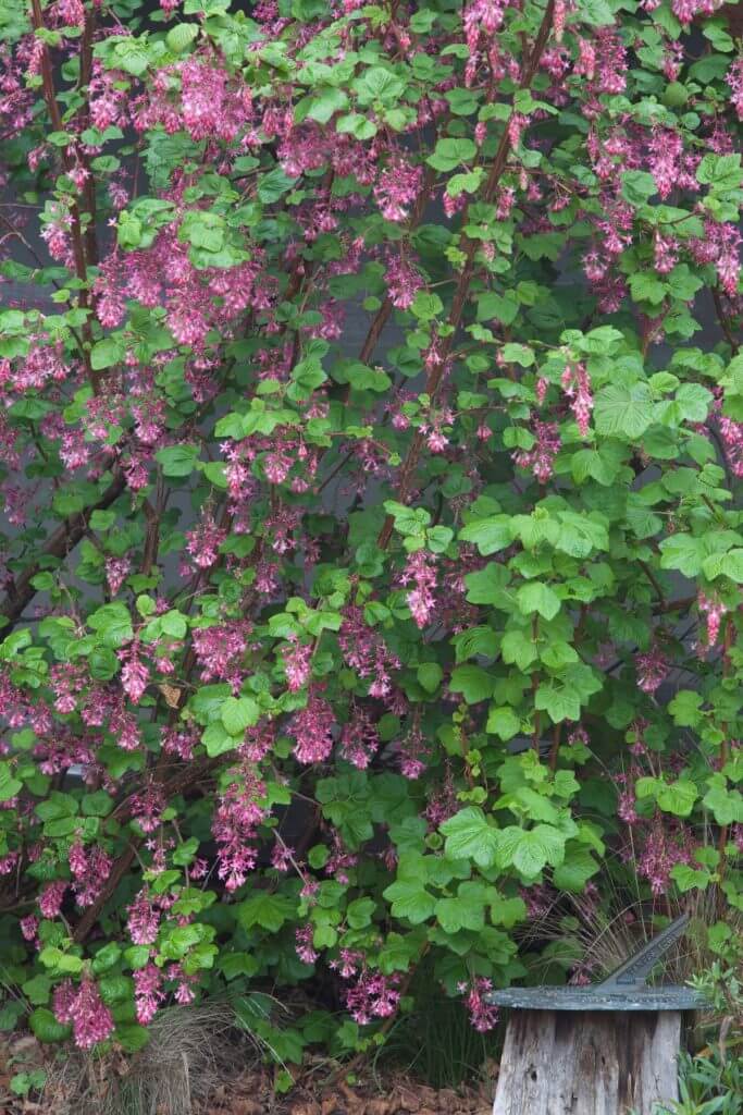 ribes-sanguineum-espaliered-by-marybeth-kampman