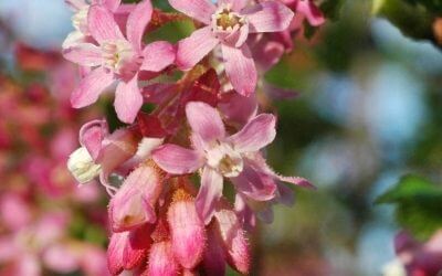 Plant of the Month March 2025: California’s Native Currants