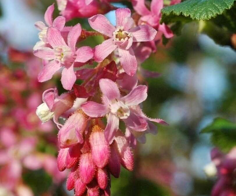 Ribes sanguineum flower by Mieko Watkins.