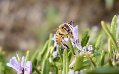 Spring 2025 Plant Sale!