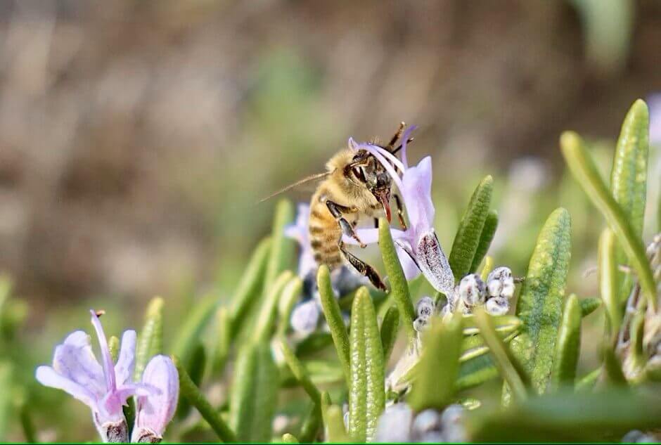 Bee on flower