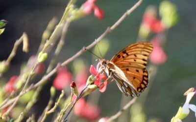 Plant of the Month 2025: Salvias