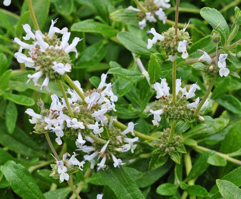 Salvia melliflera