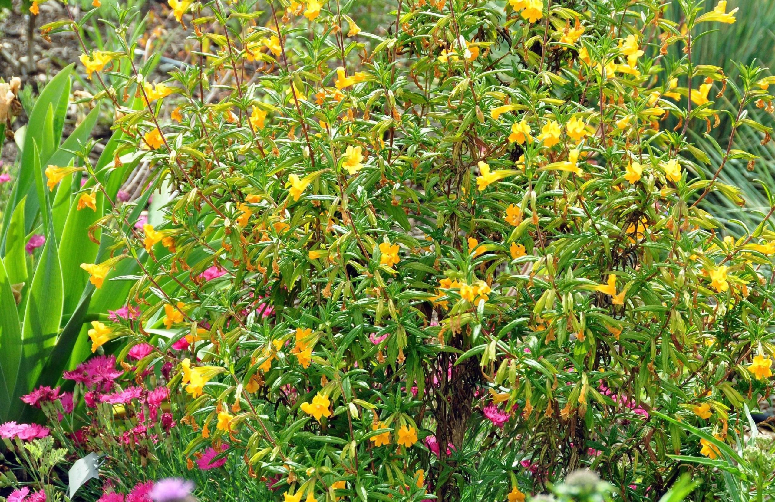 Monkeyflower