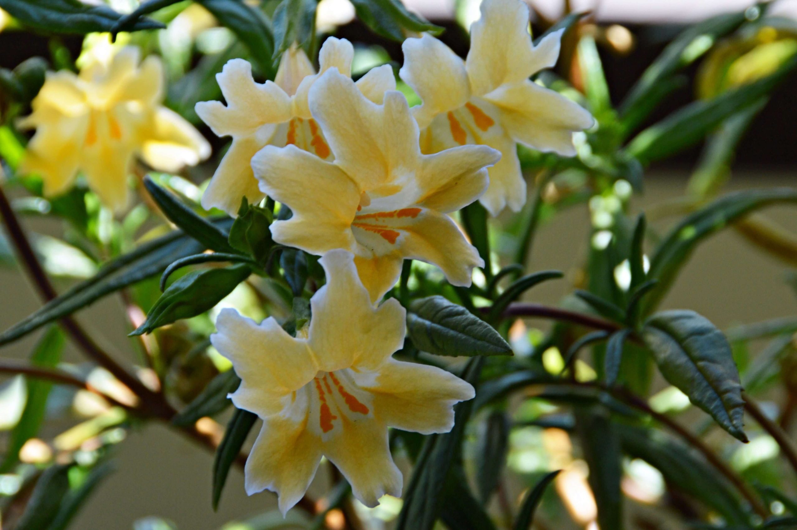 Monkeyflower