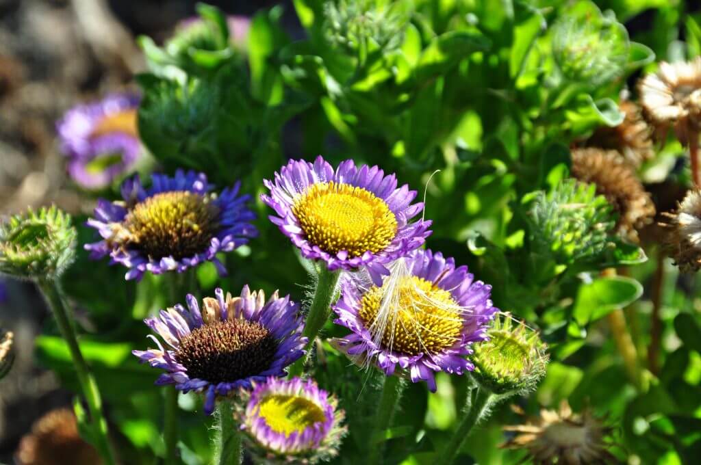 Seaside Daisy