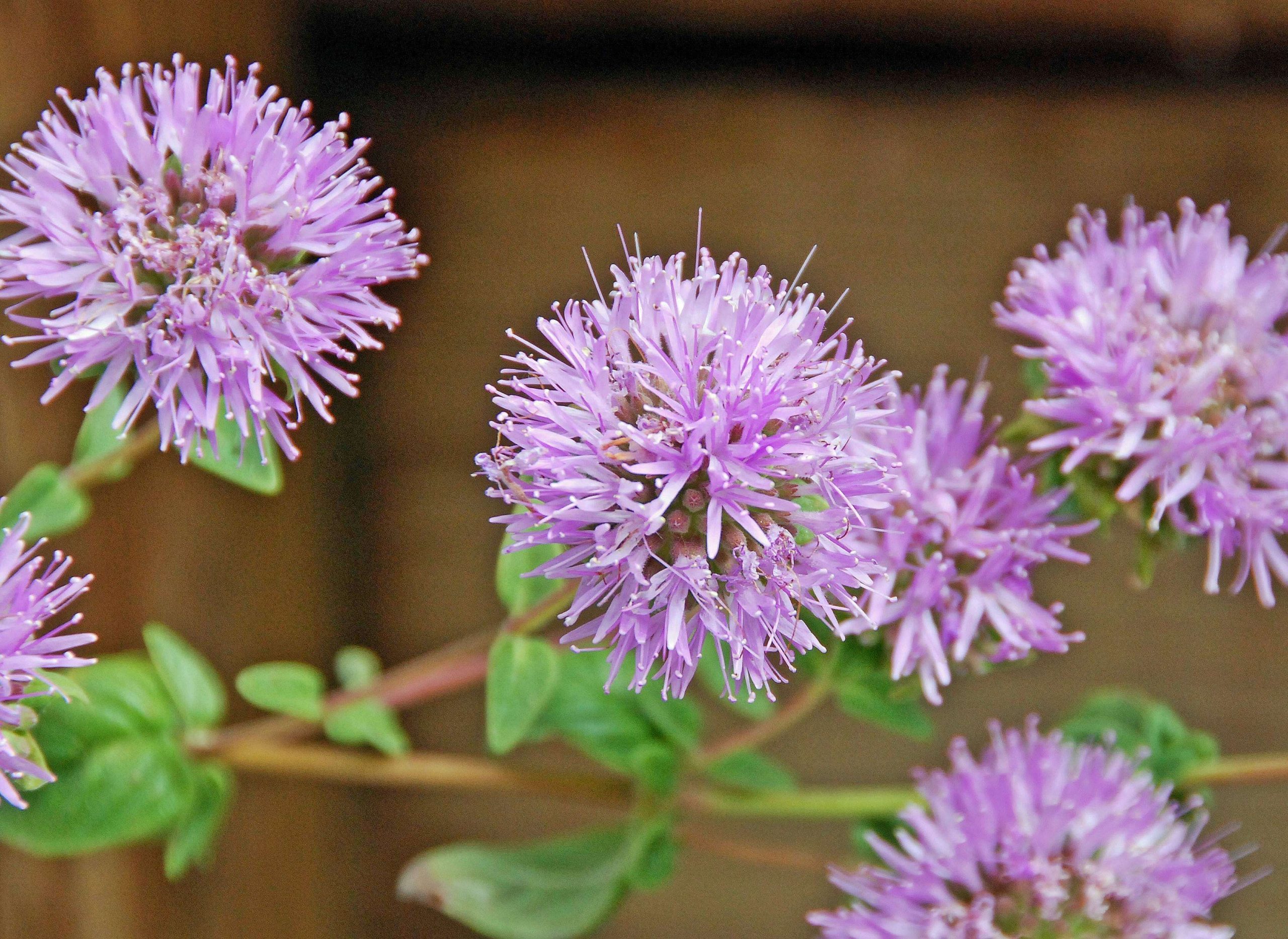 Coyote Mint flowers