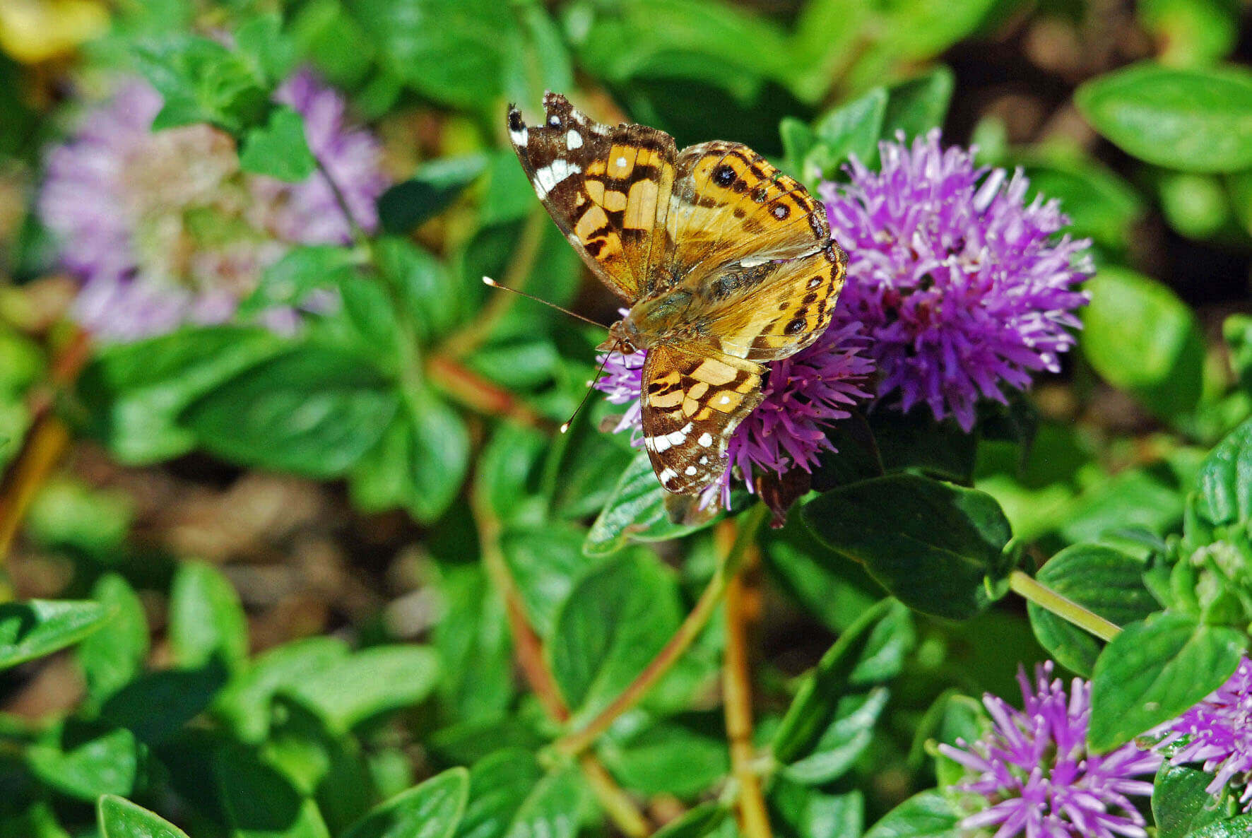 American Lady on Monardella