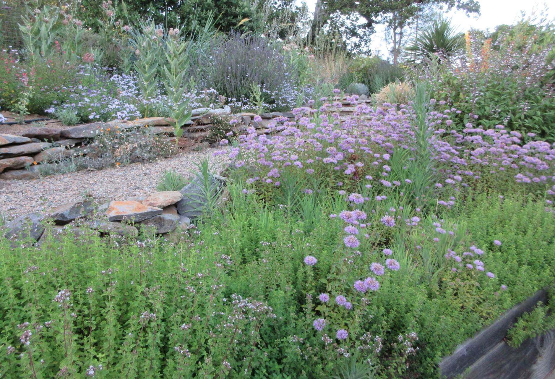 Coyote Mint and Marjoram