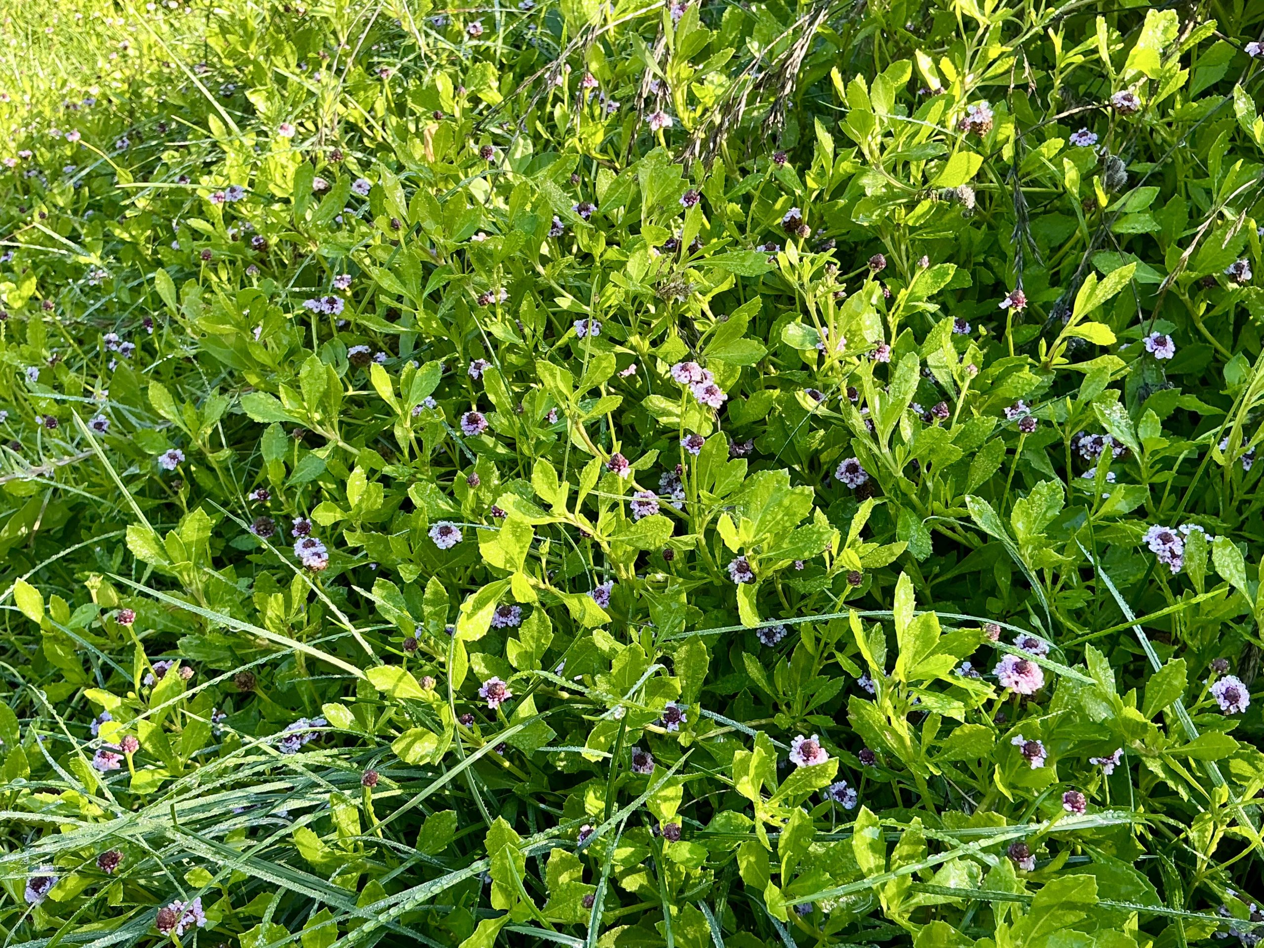 lippia