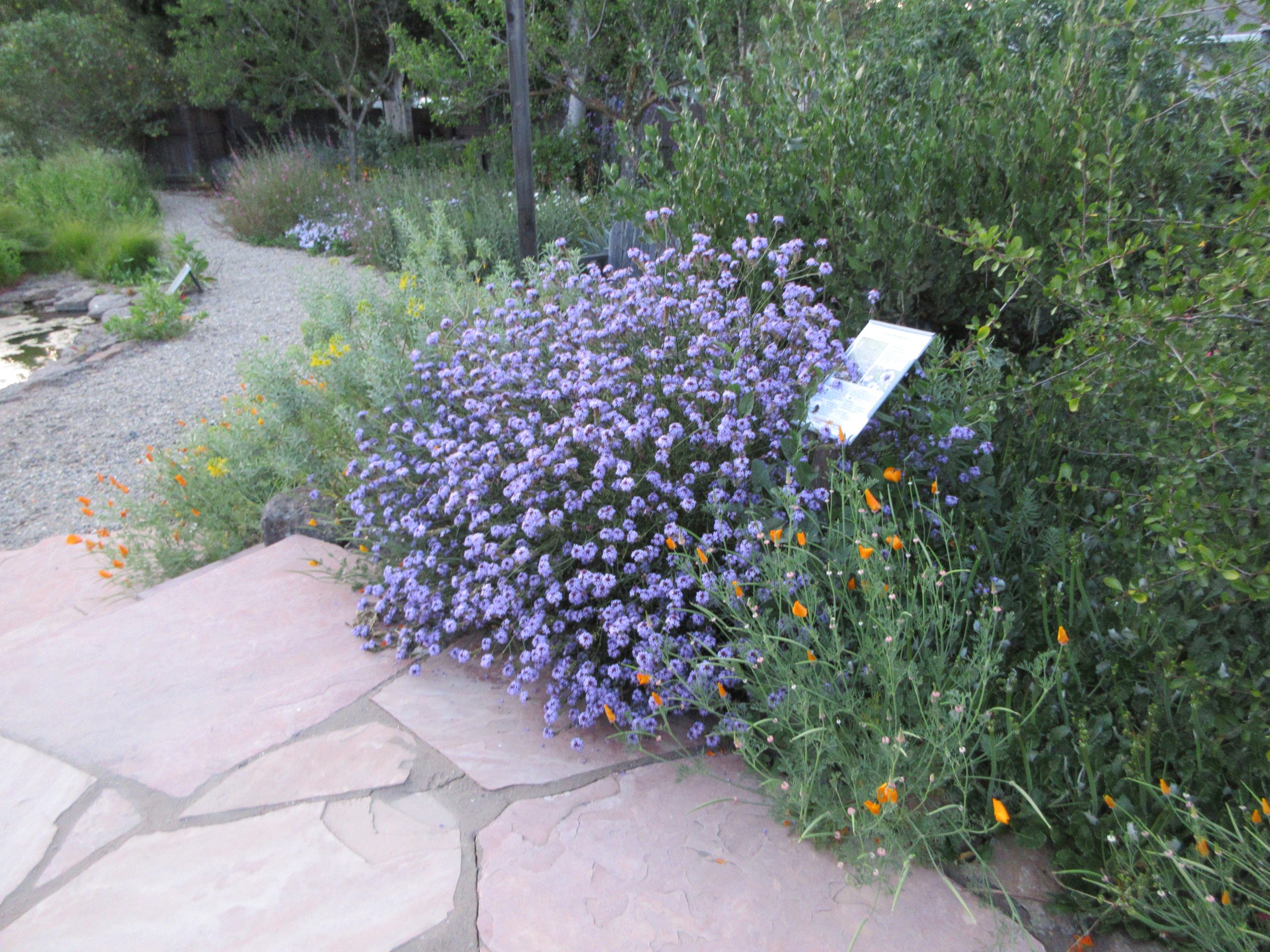 verbena lilacina